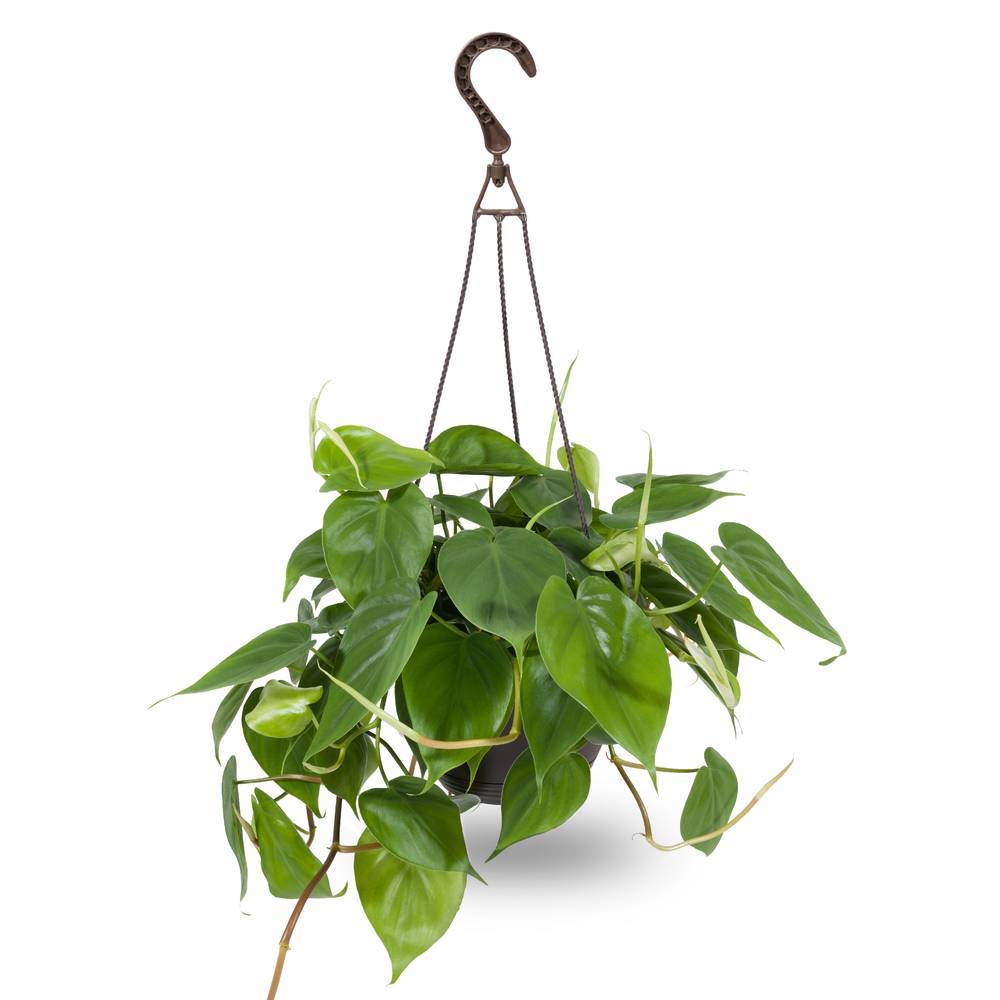 Costa Farms Tropical House Plant in 3-Quart Hanging Basket | HEGHB5