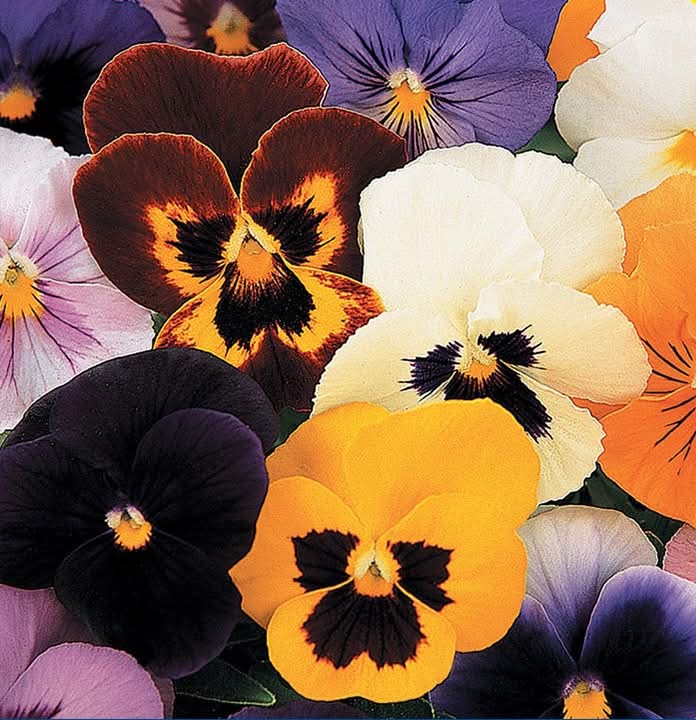 Lowe's 1.5 Gallon(s) Multicolor Pansy Hanging Basket 1 -Pack