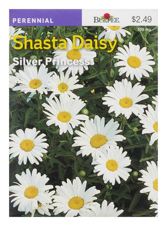 Burpee Perennial Shasta Daisy Silver Princess Seeds