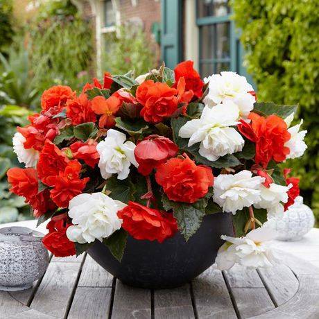 Flower Bulbs - Begonia Odorosa Red & White Assorted (6 Bulbs)