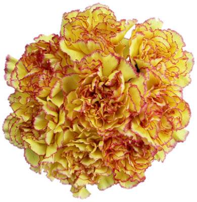 Carnations Assorted Bi-Colors - Ea