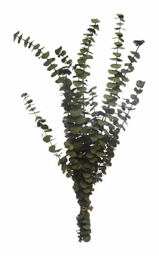 Ashland Dried Eucalyptus Bundle (Kelly Green)