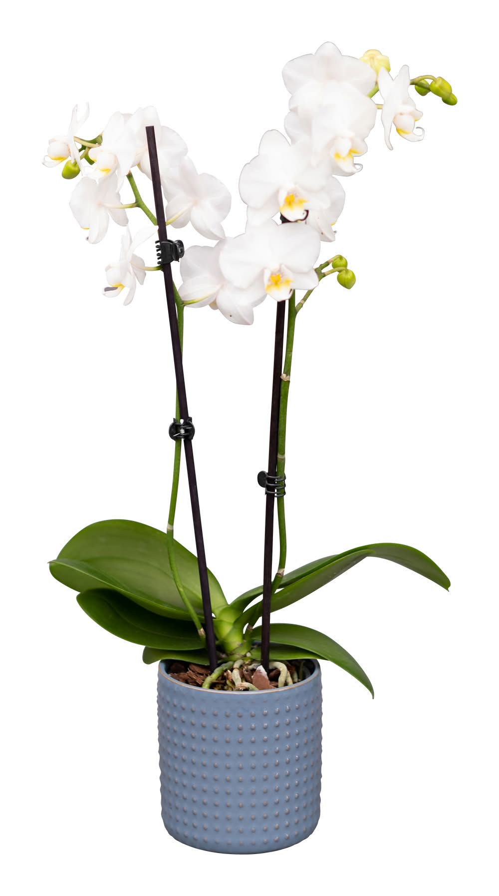 Westerlay Orchids Bloom Haus Everyday Orchid, 3 in
