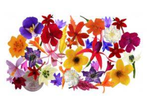 Assorted Micro Flowers (Case of 1)