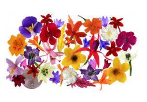 Assorted Micro Flowers (1 Unit per Case)