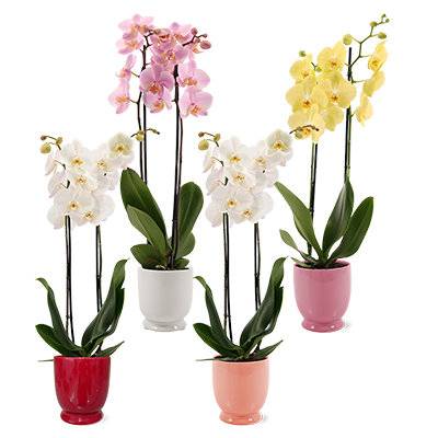 Debi Lilly Small Glazed Orchid Bowl - Each
