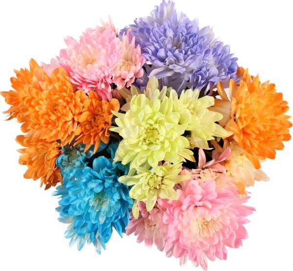 Tinted Pompoms Bunch