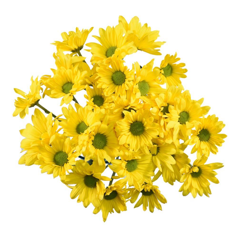 Kennicott Pompon Daisy (1 ct)