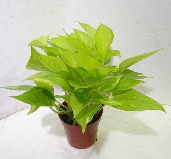 萊姆黃金葛 3吋/塑膠盆 (44號攤-陳允花研所/A004-15/TF515)