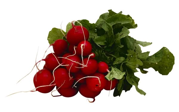 Radish