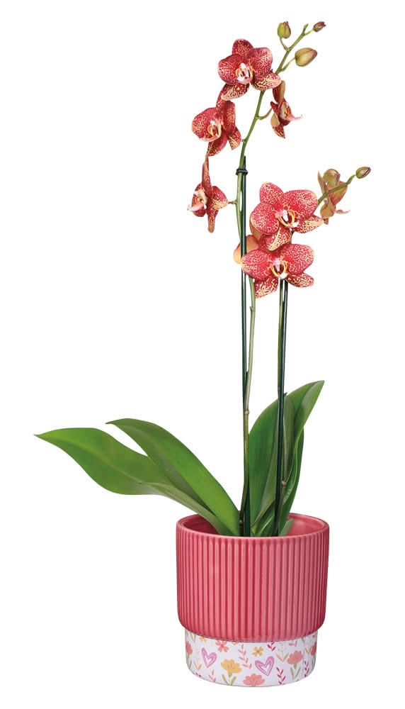 Mother's Day Orchid, 5"