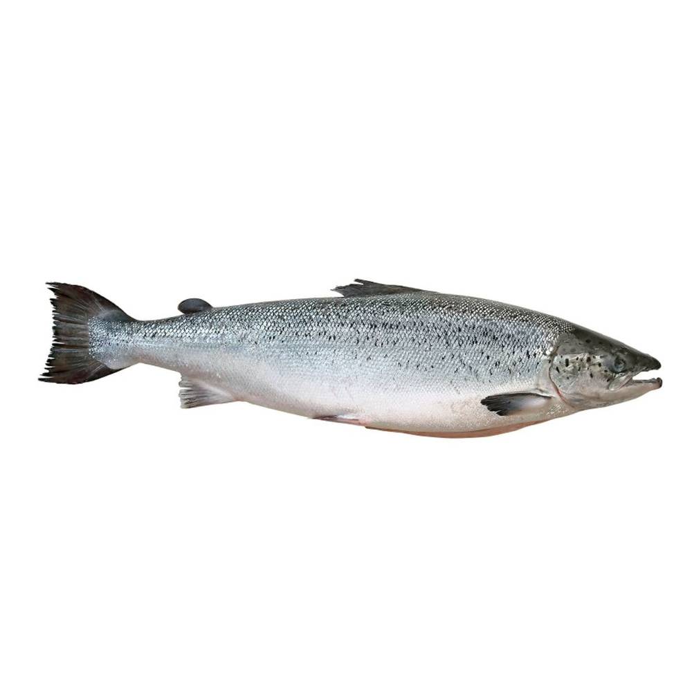 Salmão inteiro congelado (unidade: 2,8 kg aprox) 