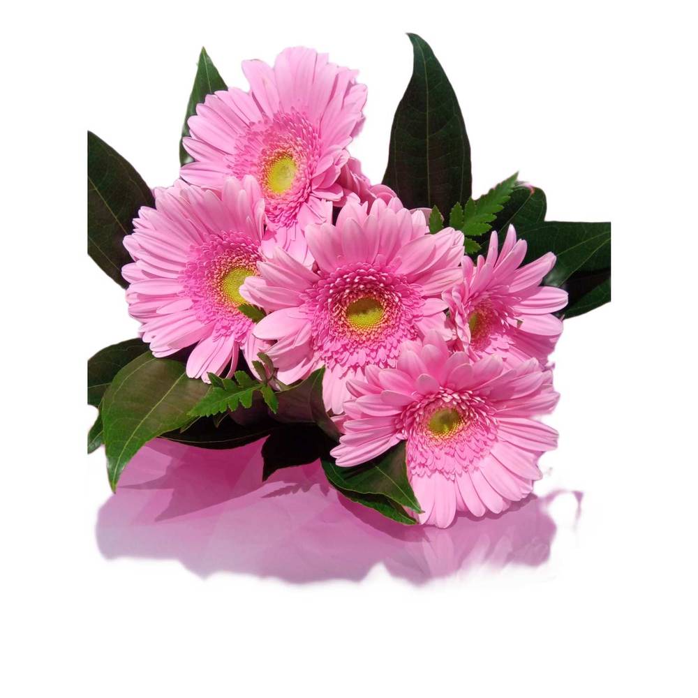 Hand Tied Gerbera Bouquet (1 ea)