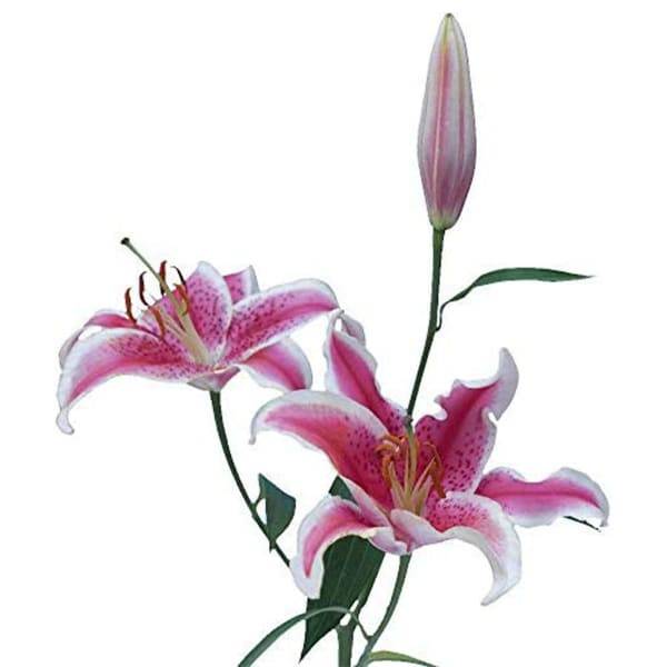 Lily Oriental, Bunch