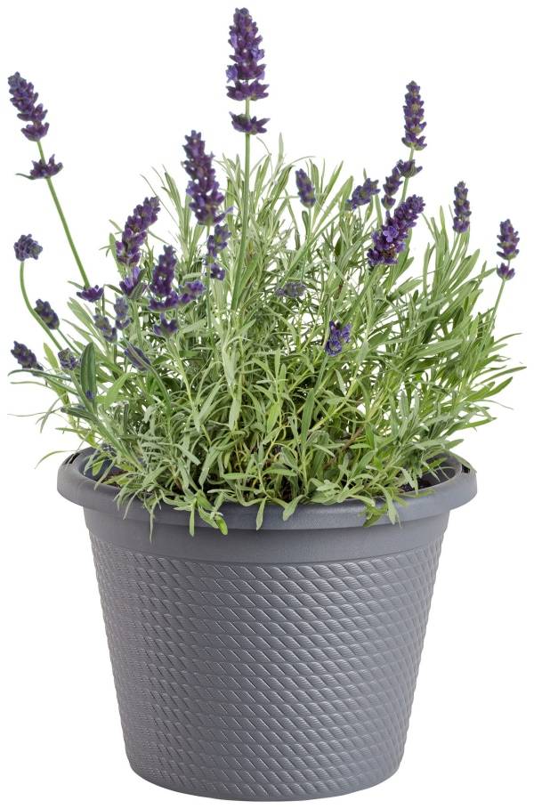 Bonnie Plants Lavender 8 in., Live Plant