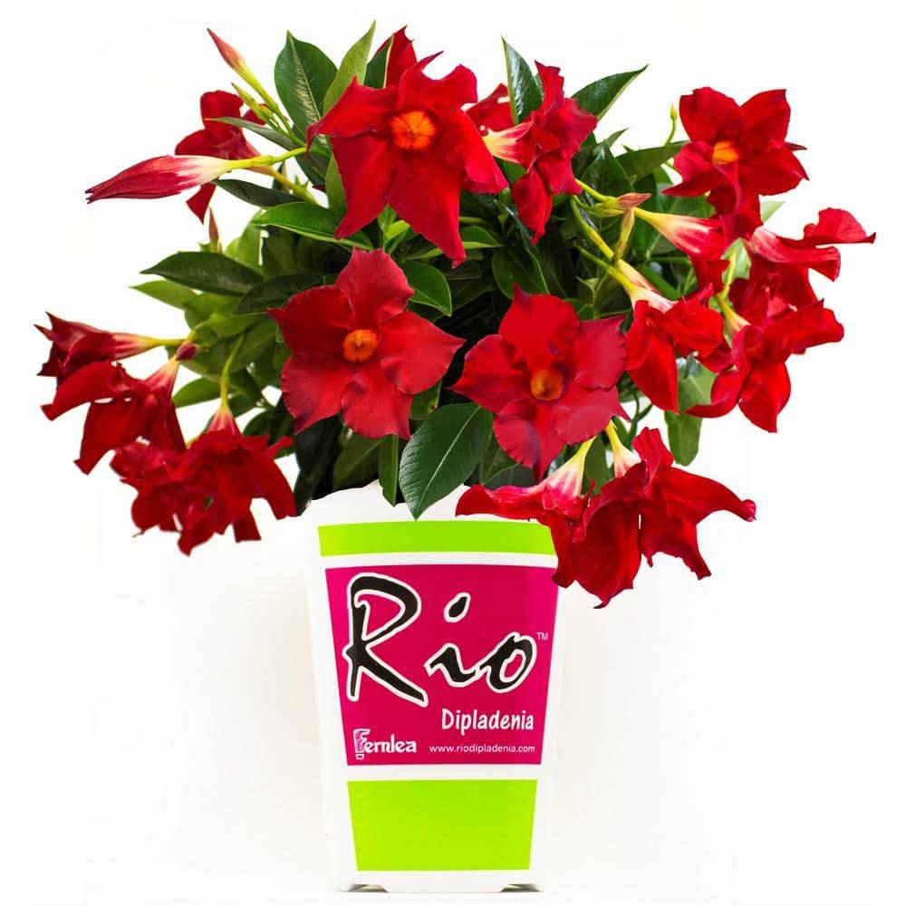 RIO Dipladenia Flowering Annual Shrub With Red Blooms