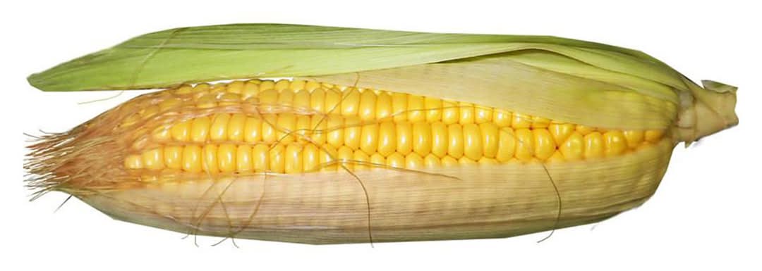 Yellow Corn 4 Ct