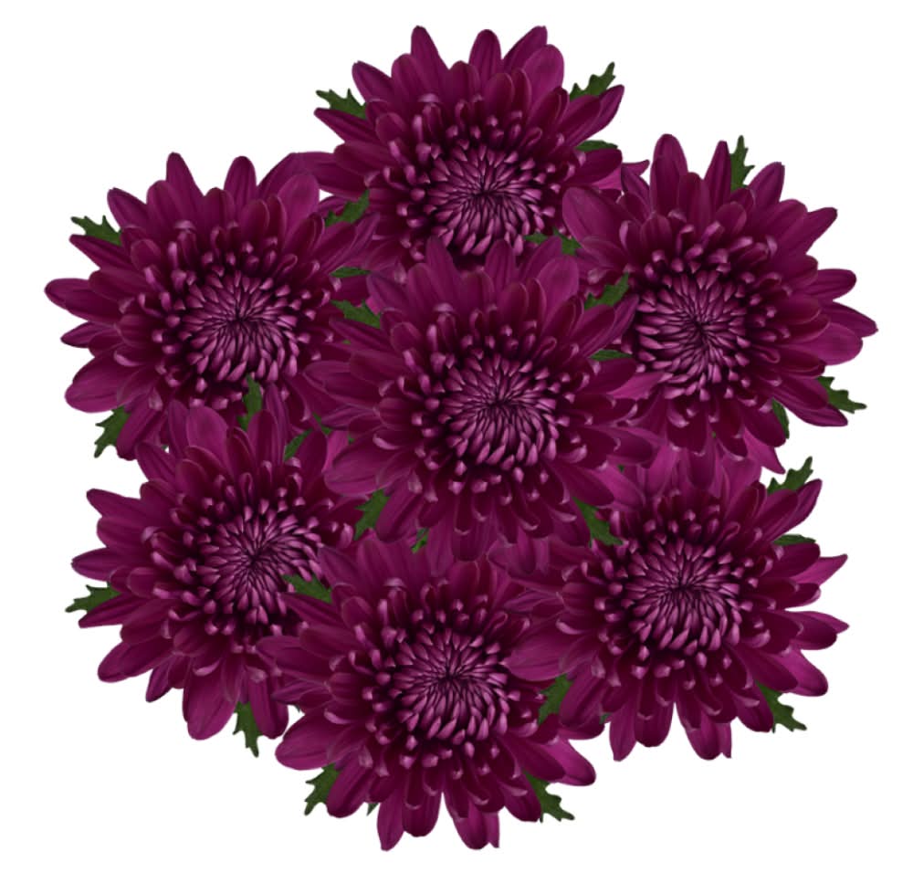 Disbud Asst Bunches - Purple