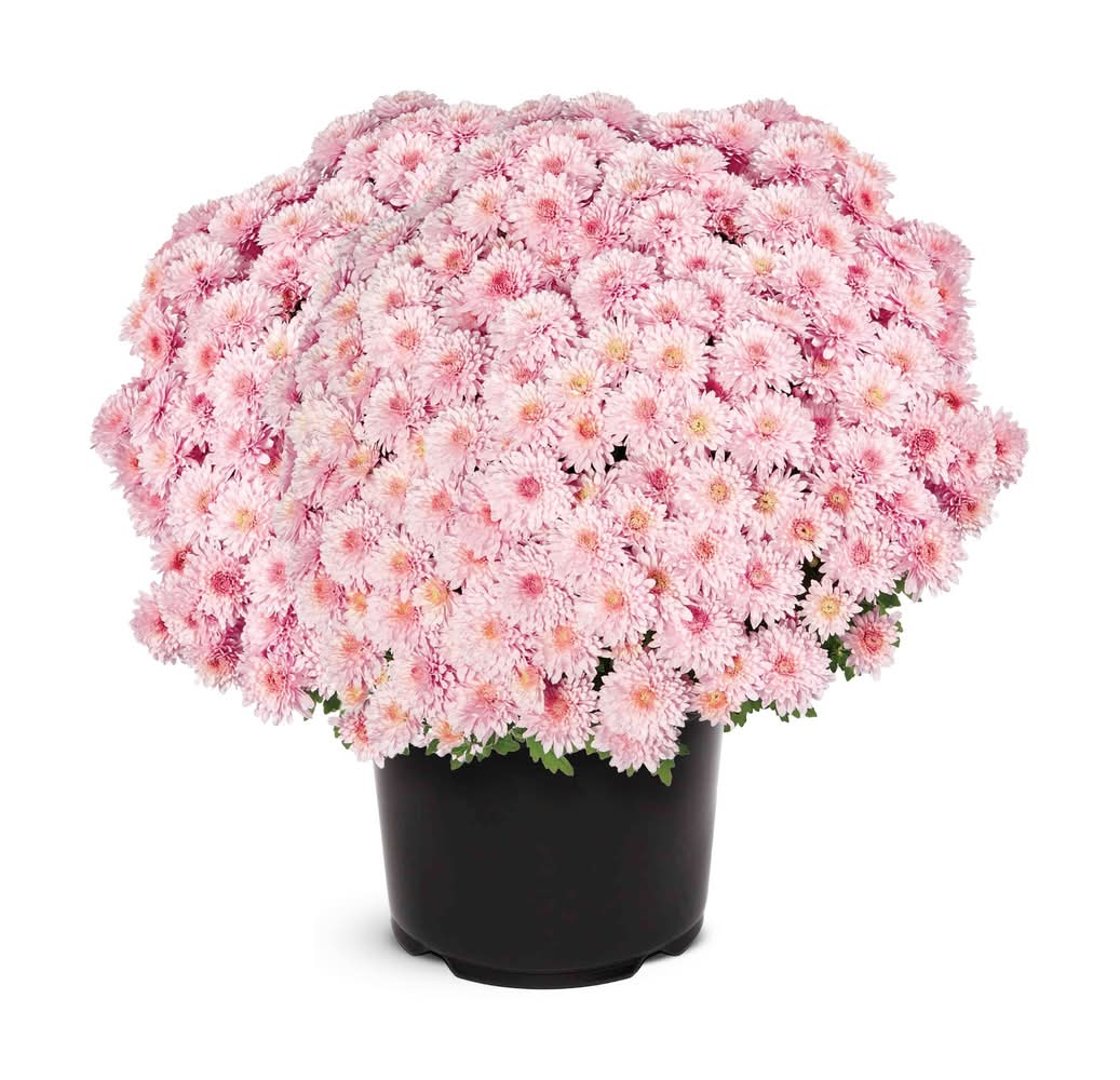 2.50-QT MUM PK GARDEN PGH PBS