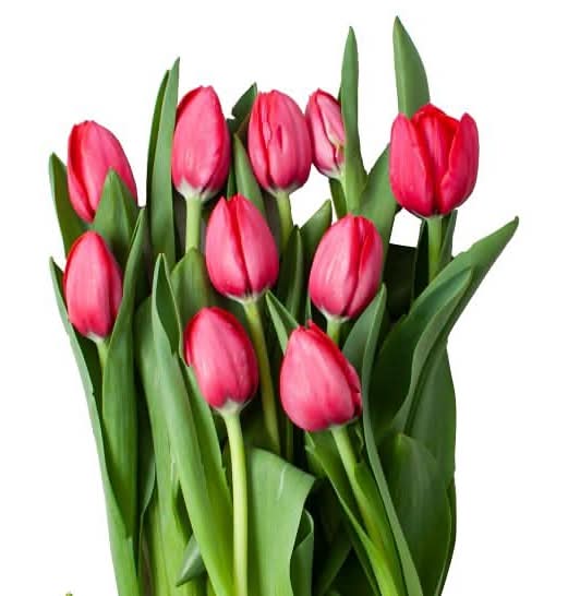 Pink Tulip Bunches