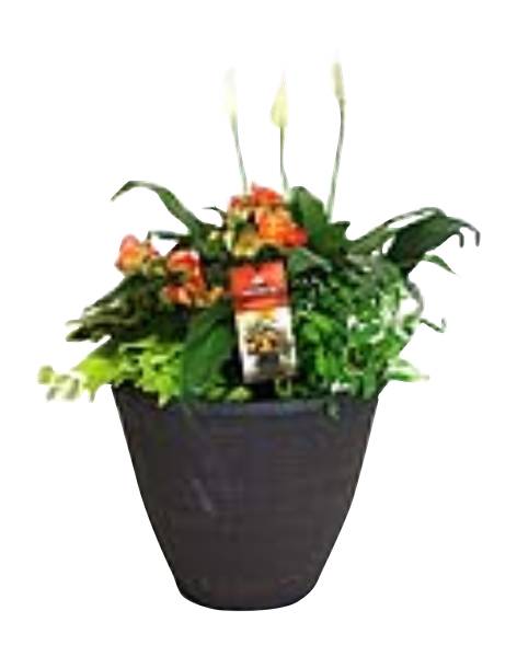 13" Touch of the Tropics Combo Planter