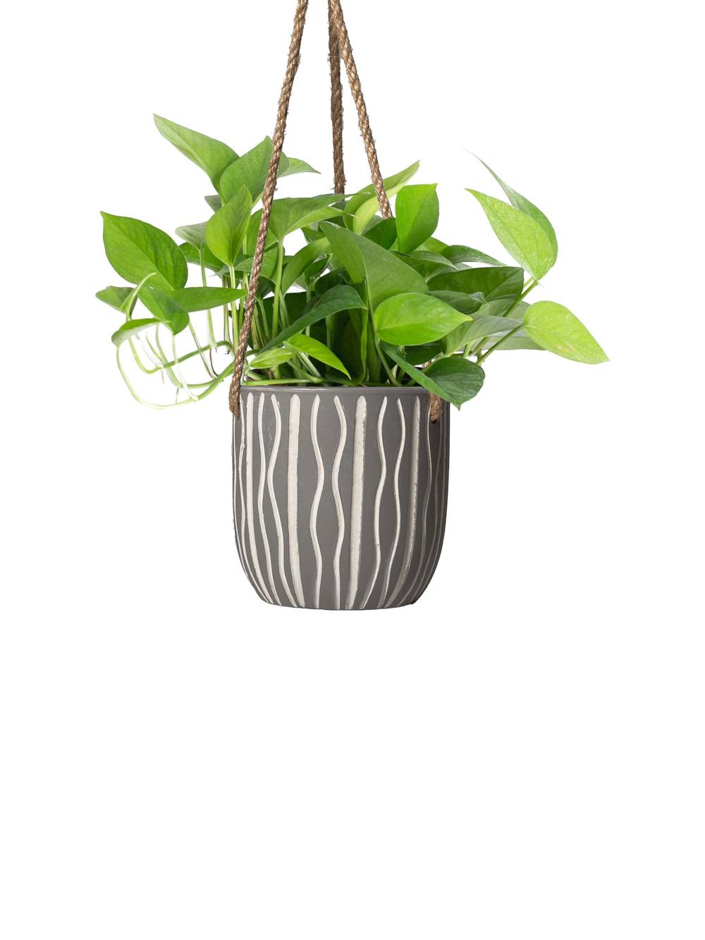 LiveTrends Petite Rills House Plant in 12-oz Hanging Basket | ASB07071