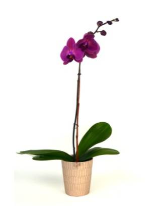 Blooming Flowering 5" Natural Orchid