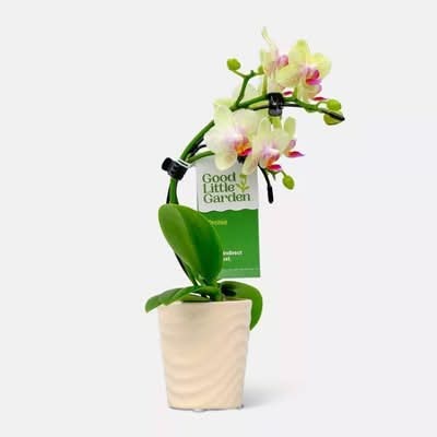 Live 2" Wave Orchid Potted Plant (Colors May Vary) - Good Little Garden™