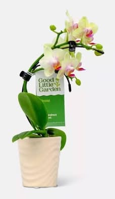 Live 2" Wave Orchid Potted Plant (Colors May Vary) - Good Little Garden™