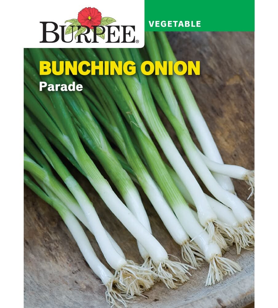 Burpee Parade Bunching Onion Seeds