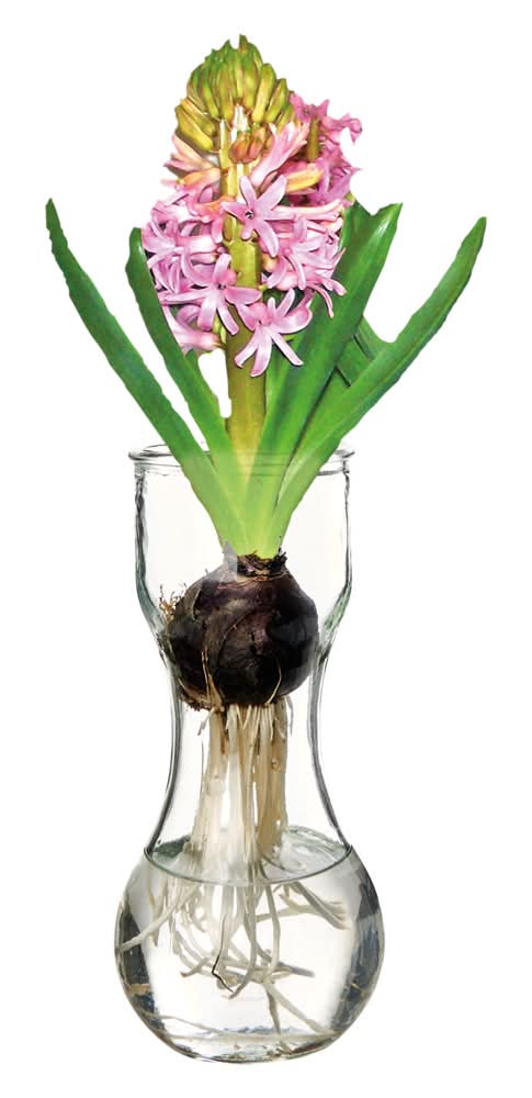 Hyacinth in Glass Vase - Assortment