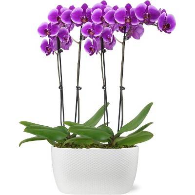 Live 10" Purple 1 Duo Orchid Houseplant in Dot Planter