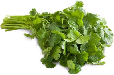 Cilantro