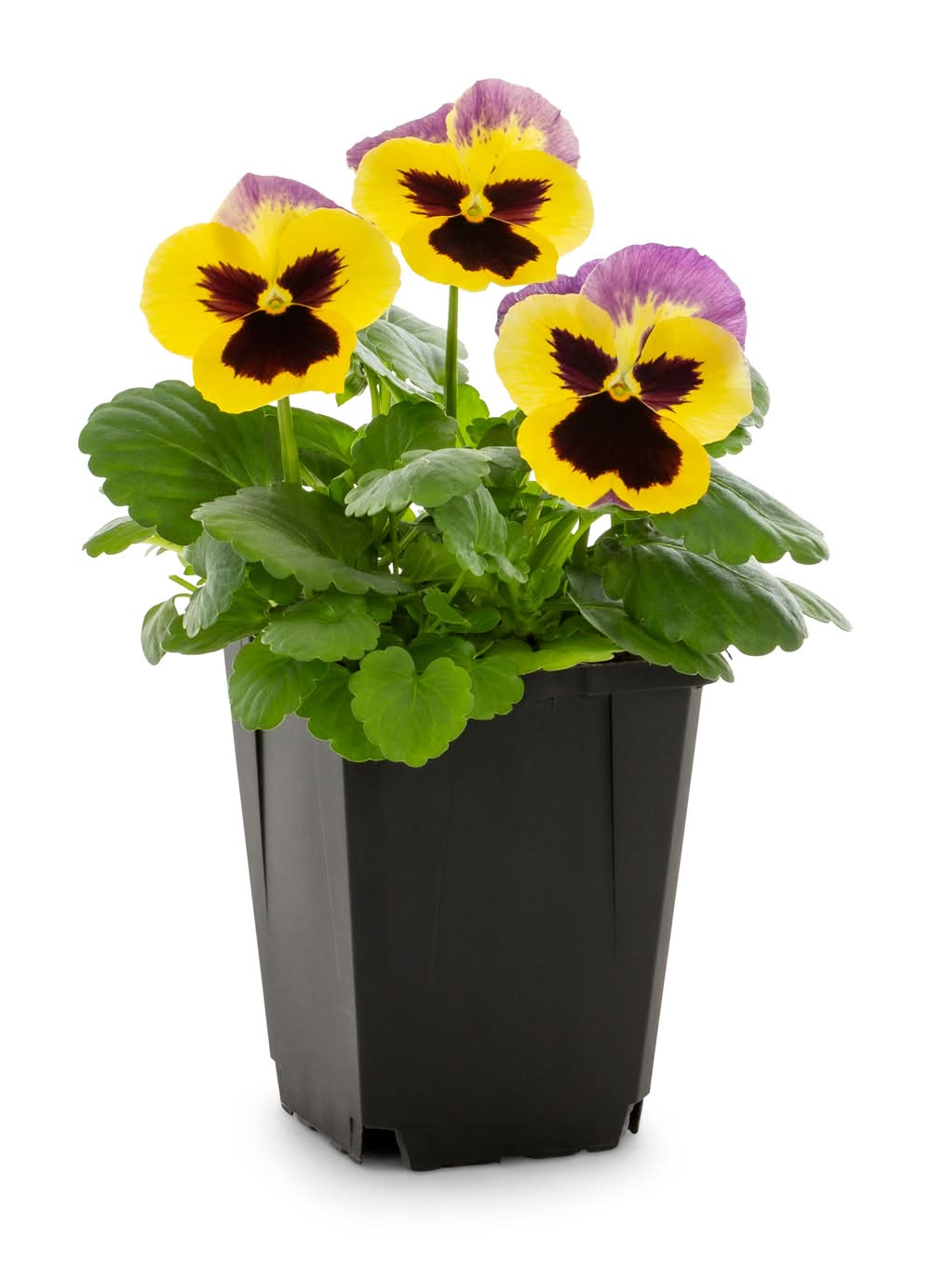 Lowe's Multicolor Pansy in 1-Pint Pot
