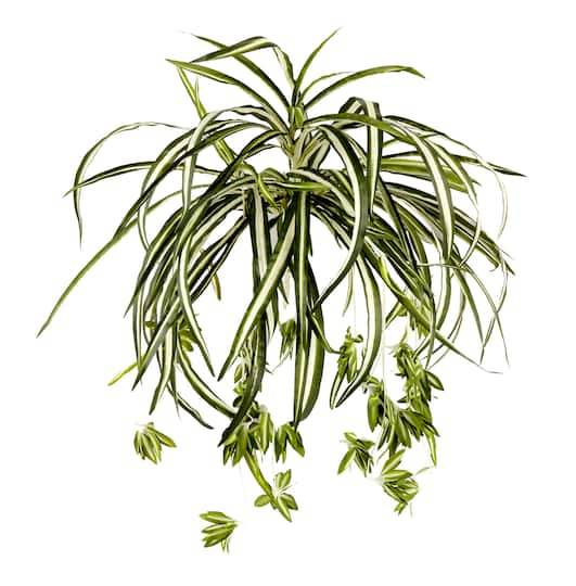 Variegated Spider Bush Classic Greenery Collection By Ashland