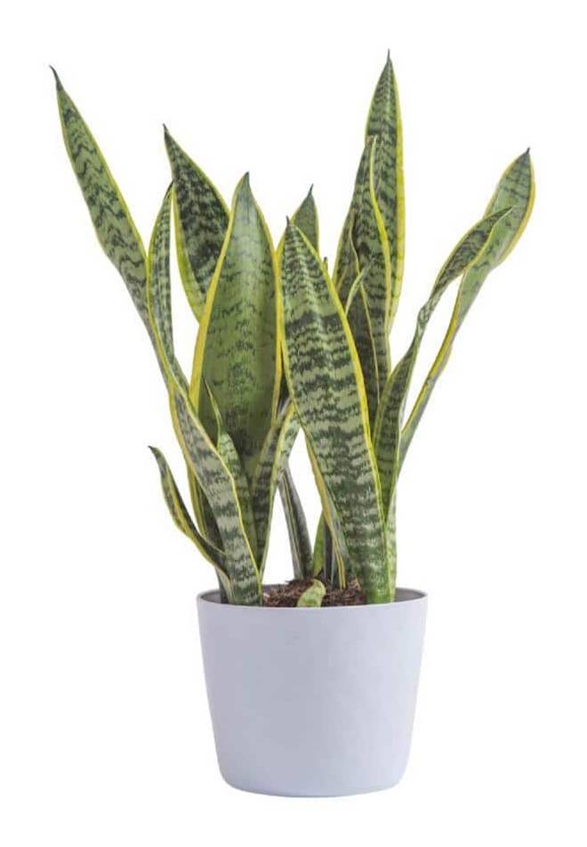 Vigoro Sansevieria Plant In White Decor Pot (6 in)
