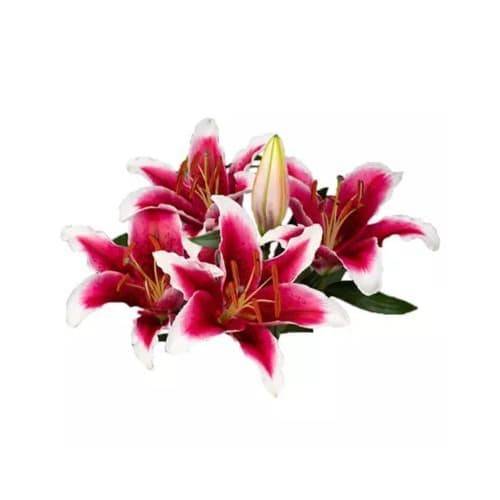 Lily Stargazer (1 bouquet)