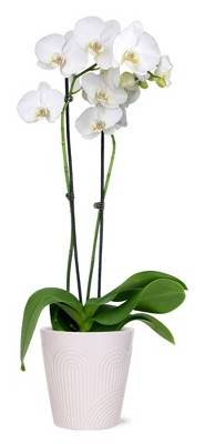 Live 5" White Premium Orchid Houseplant - Good Little Garden™