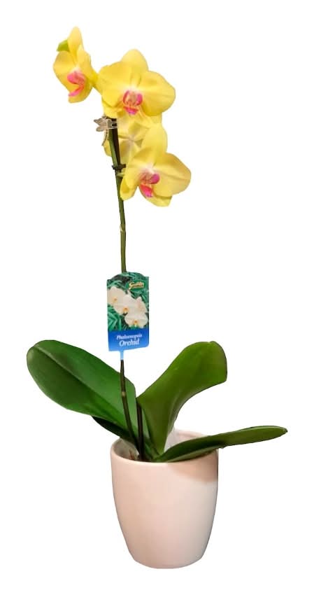 Bloom Haus Phalaenopsis Live Potted Orchid Plant, 5.5 in