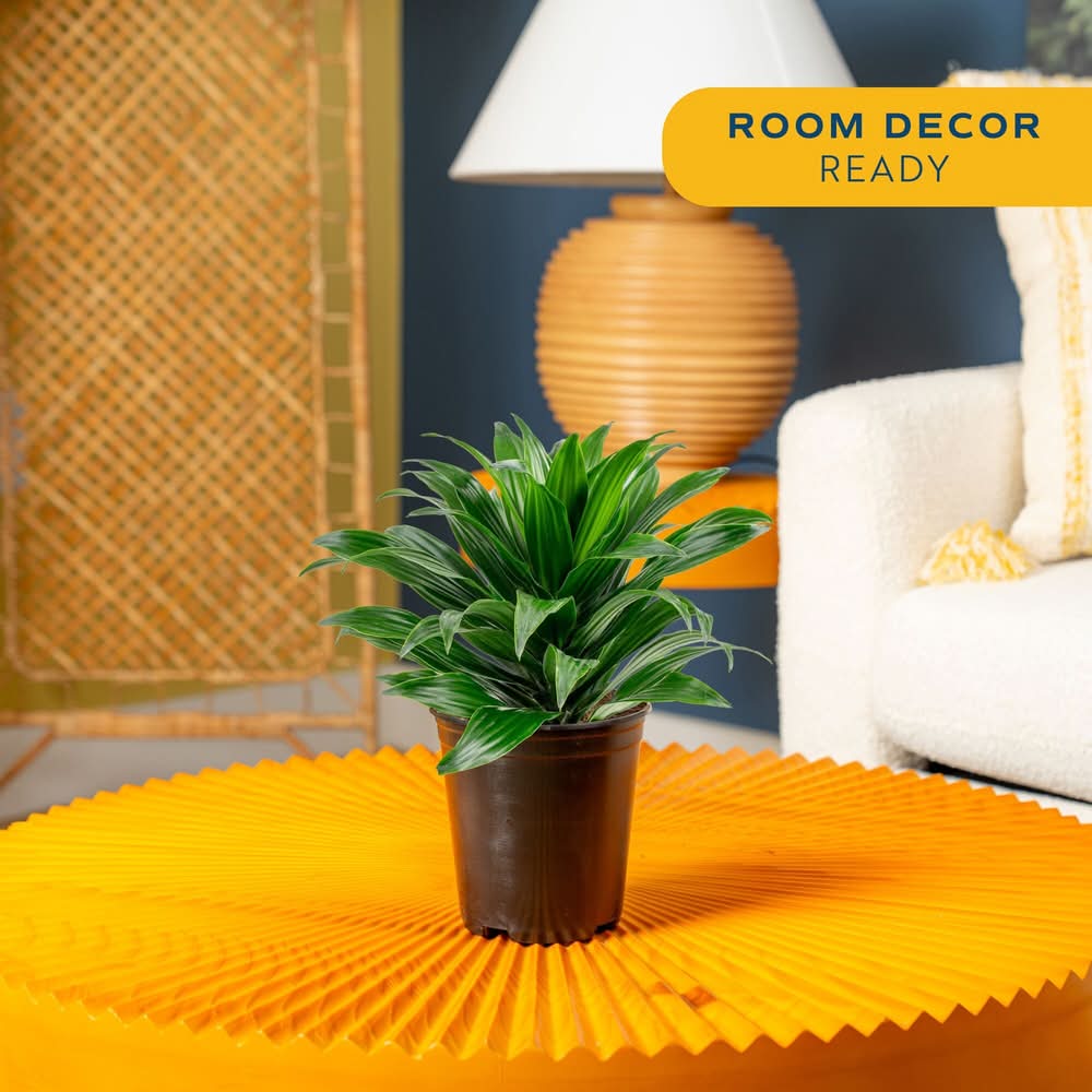 Costa Farms Dracaena House Plant - Thumbnail 2