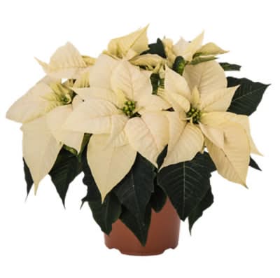 Bristol Farms Poinsettia Potted Houseplant, 6 in, White