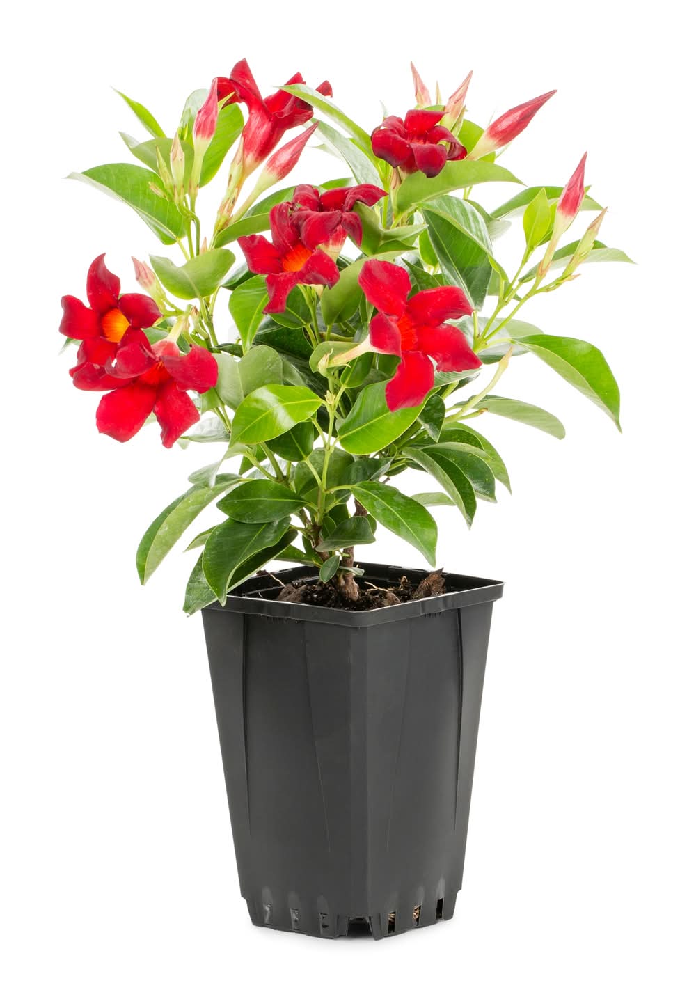 Lowe's Red Mandevilla Flowering Shrub in 1.5 -Pint Pot 1 -Pack with Red Blooms
