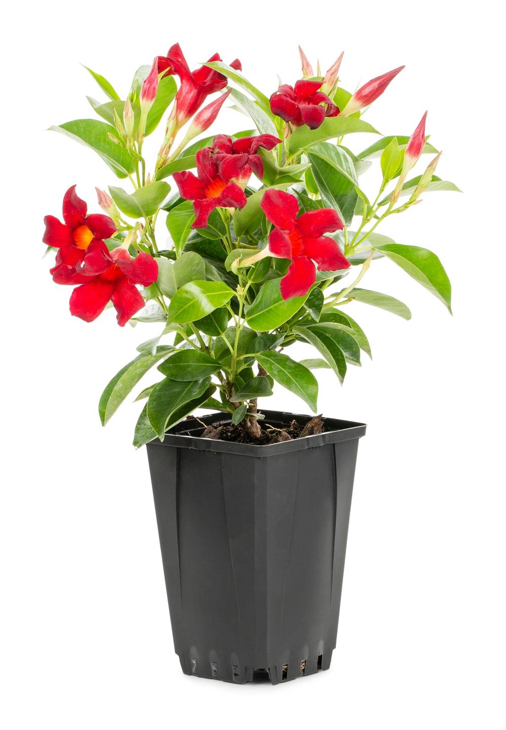Lowe's Red Mandevilla Flowering Shrub in 1.5 -Pint Pot 1 -Pack with Red Blooms | 5634250