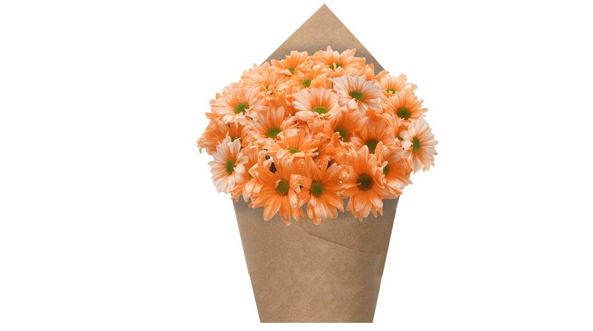 Premium Poms - Orange, 6 stem