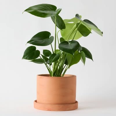 Live Assorted Foliage Contemporary Terracotta, 6 in