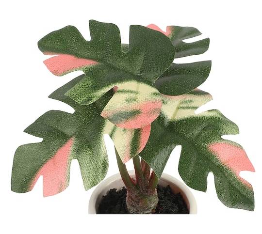 philodendron calkins gold Philodendron 'Calkins Gold' main image 0