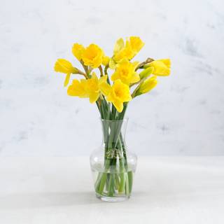 Co-op BritishDaffodils