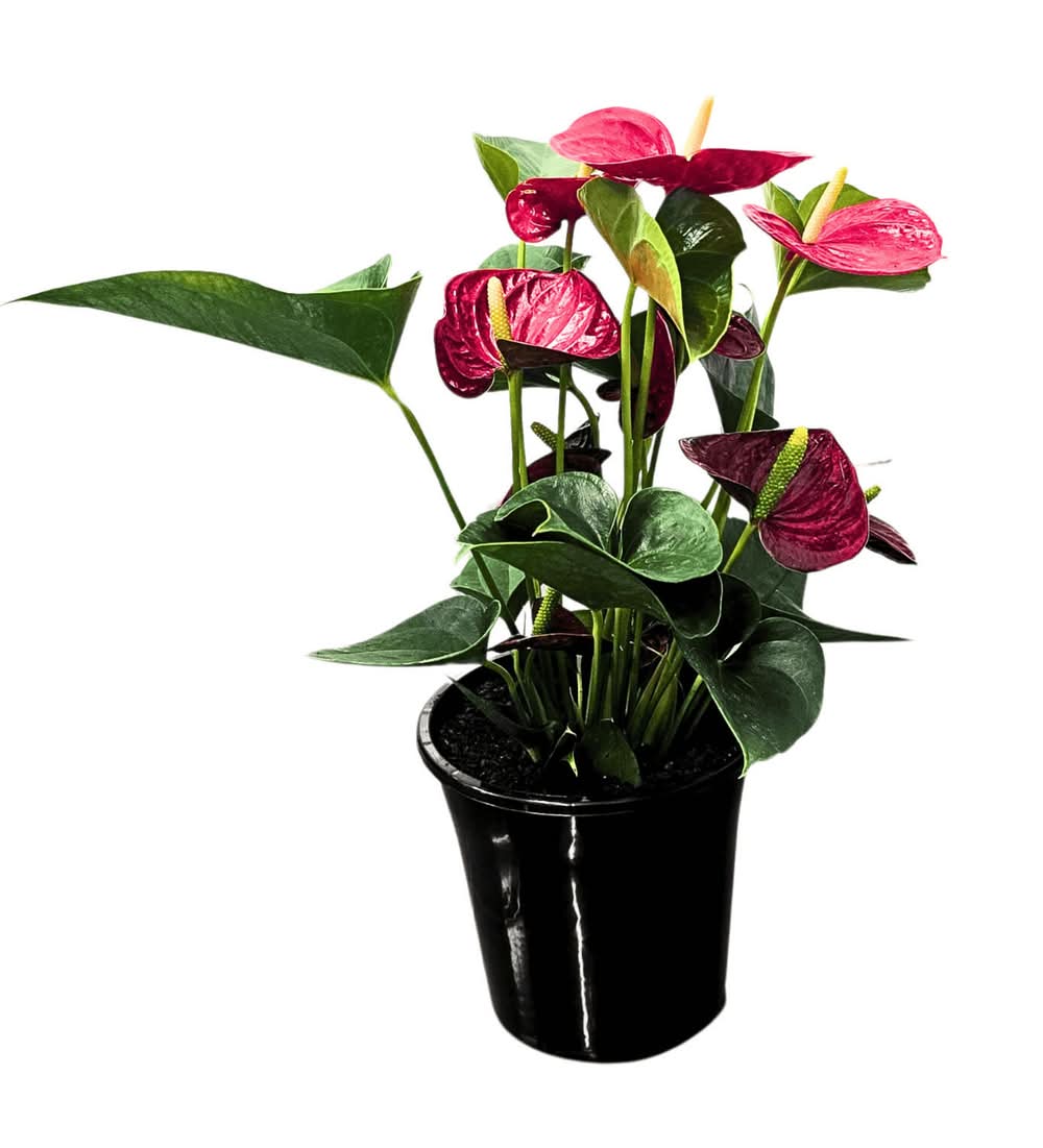 140mm Anthurium Laceleaf - Anthurium andraeanum Indoor Plant