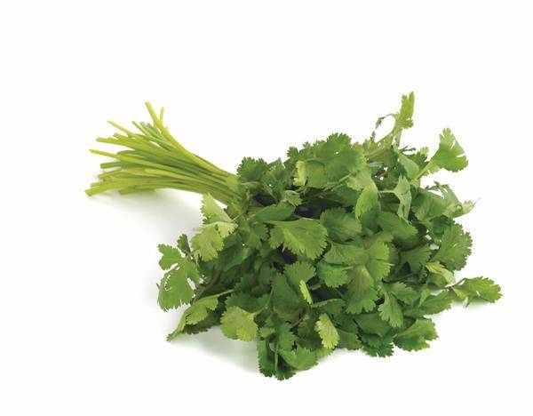 Cilantro