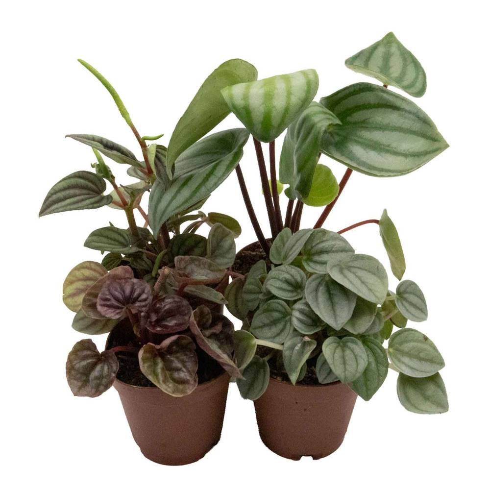 Reptifauna Peperomia, Assorted - Not Available For Delivery